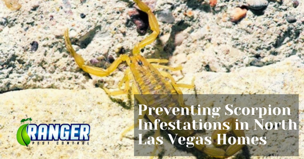 Preventing Scorpion Infestations in North Las Vegas Homes